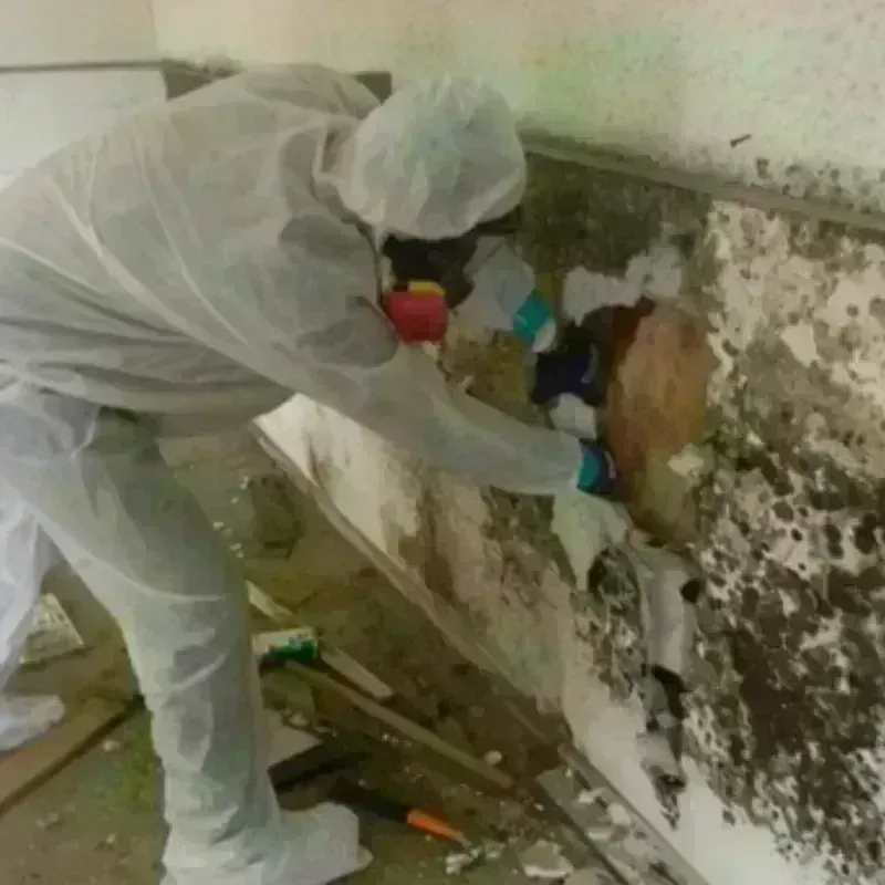 Mold Remediation and Removal in Richmond Hill, NY